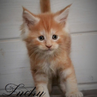 Photo #253764 de Irvana