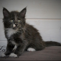 Photo #253766 de Irvana