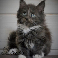 Photo #253767 de Irvana