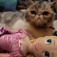 Photo #253782 de Jingo
