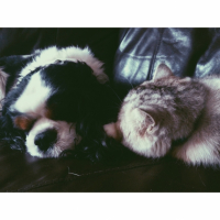 Photo #253788 de Jingo
