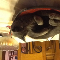 Photo #253839 de Gribouille