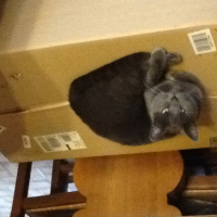 Photo #253842 de Gribouille