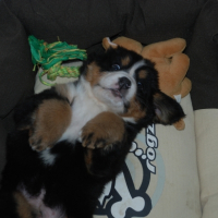 Photo de l'animal n°33501