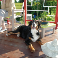 Photo #253905 de Zen