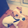 Photo de l'animal n°33507
