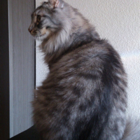 Photo #253971 de Mystie