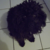 Photo de l'animal n°33529
