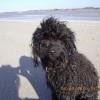 Photo de l'animal n°33529