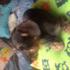 Photo de l'animal n°33532