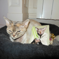 Photo de l'animal n°33265