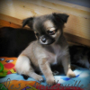 Photo de l'animal n°33533