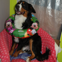 Photo #254054 de Zen