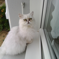 Photo #254069 de Idir