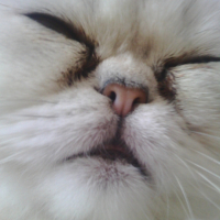 Photo #254070 de Idir