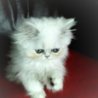 Photo #254073 de Idir