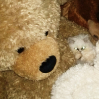 Photo #254075 de Idir