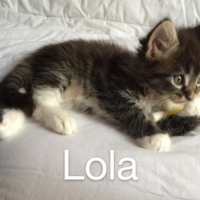 Photo #254106 de lola