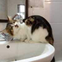 Photo #254107 de lola