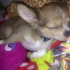 Photo de l'animal n°33581