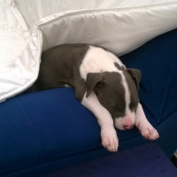 Photo #254167 de Lady