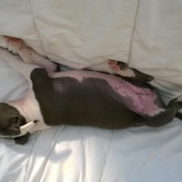 Photo #254168 de Lady