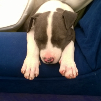 Photo #254170 de Lady