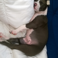 Photo #254172 de Lady