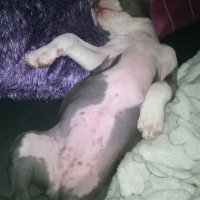 Photo #254173 de Lady