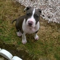 Photo #254174 de Lady