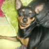 Photo de l'animal n°33595