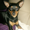 Photo de l'animal n°33595