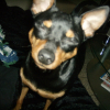 Photo de l'animal n°33595