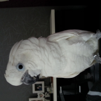 Photo #254206 de Kiwi