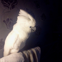 Photo #254207 de Kiwi