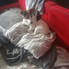 Photo de l'animal n°33622