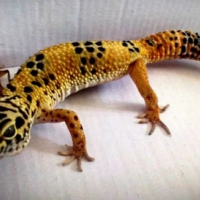 Photo #254262 de Freddy