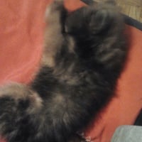 Photo #254275 de Tahys