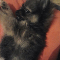 Photo #254279 de Tahys