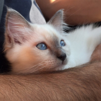 Photo #254283 de Leeloo - Oia 