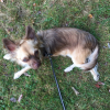 Photo de l'animal n°33667