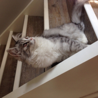 Photo #254382 de Plume 