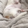 Photo de l'animal n°33677