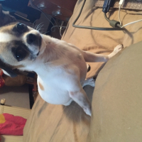 Photo #254393 de Lino