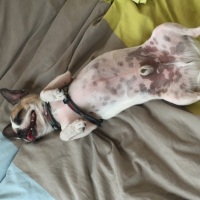 Photo #254394 de Lino