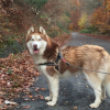 Photo de l'animal n°33680
