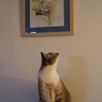 Photo de l'animal n°33684