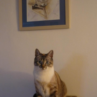 Photo de l'animal n°33684