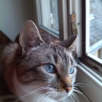 Photo #254404 de GAYA