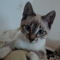 Photo #254413 de GAYA